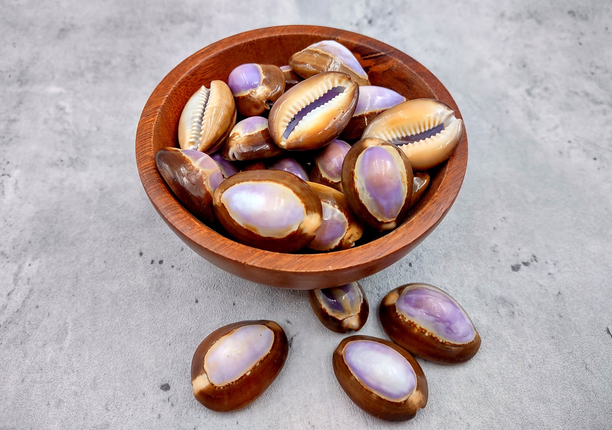 Purple Top Serpent Head Cowrie Shells (10 pcs.) - Cypraea Caputserpentis. Multiple purple and white shells rimmed with brown in a pile. Copyright 2024 SeaShellSupply.com.
