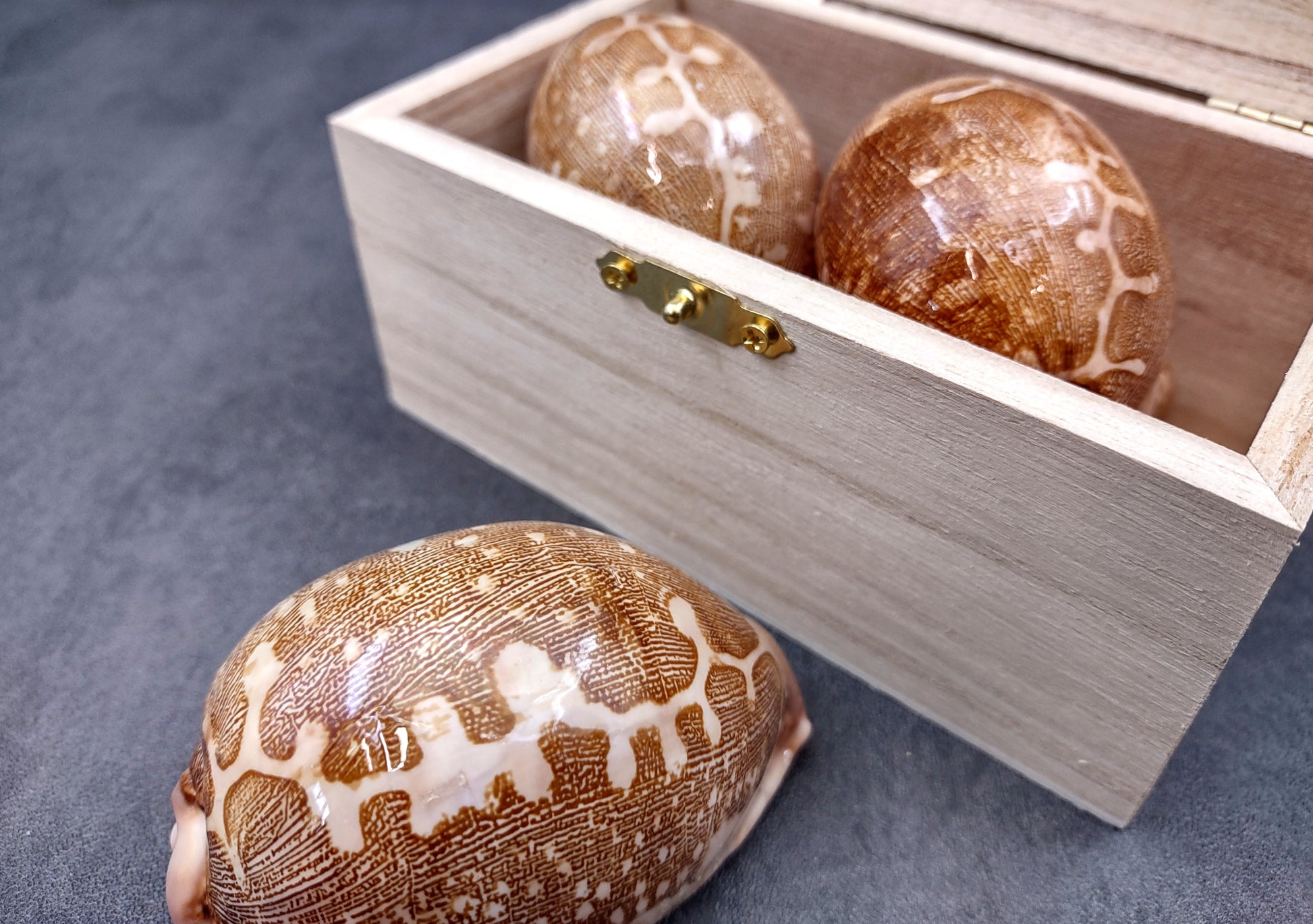 Ancient Map Cowrie Seashell - Cypraea Mappa - (1 shell approx. 2.5-3.5 Inches). One brown and tan shaped shell. Copyright 2024 SeaShellSupply.com.