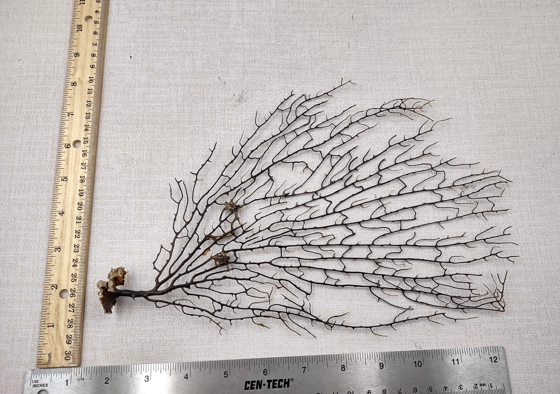 Black Sea Fan Corals Dried Gorgonia Ventalina (1 fan approx. 10+ inches