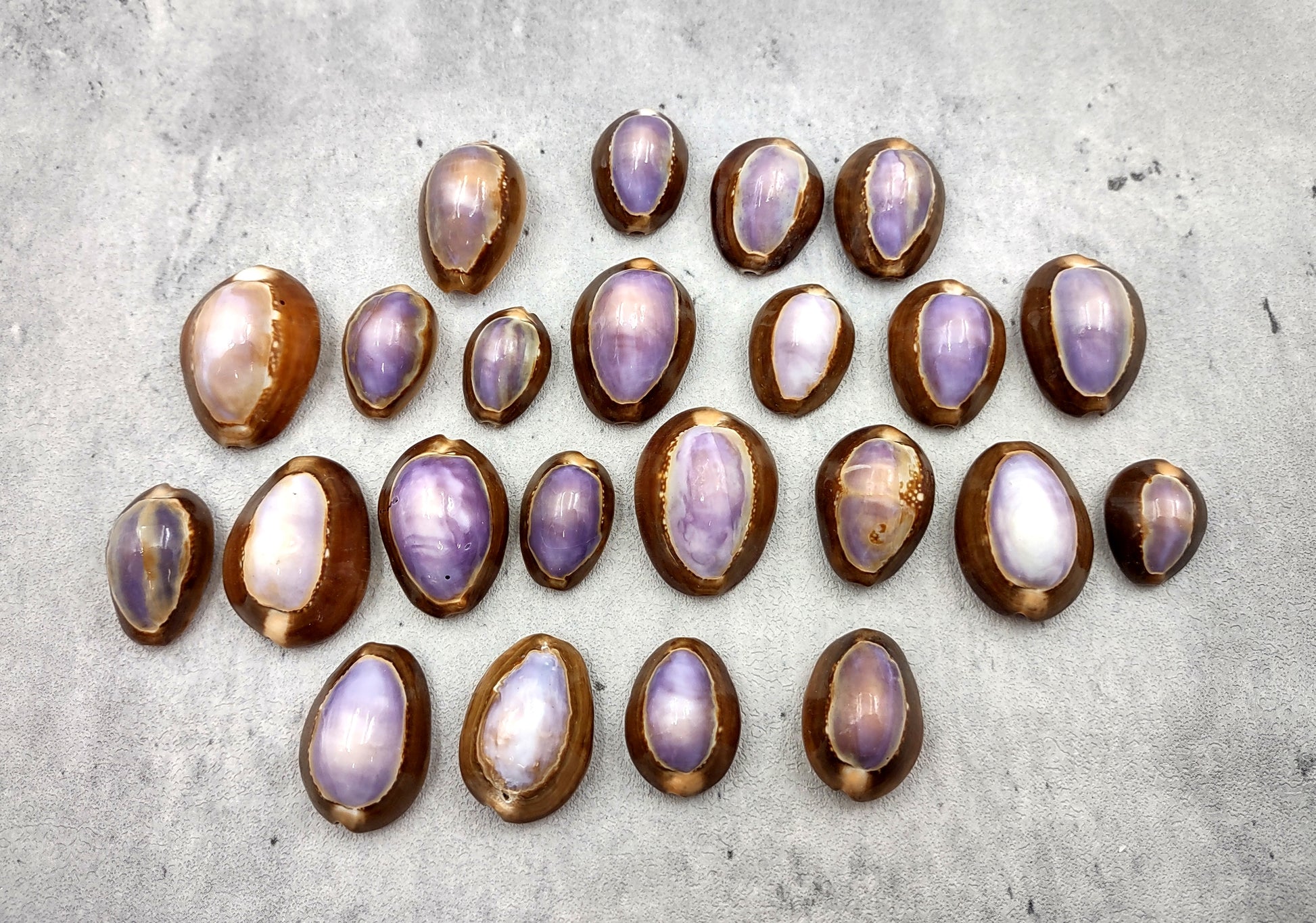 Purple Top Serpent Head Cowrie Shells (10 pcs.) - Cypraea Caputserpentis. Multiple purple and white shells rimmed with brown in a pile. Copyright 2024 SeaShellSupply.com.