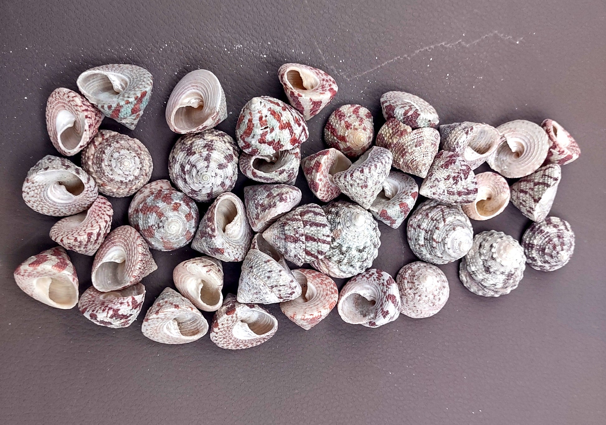 Christmas Tree Top Shells - Trochus Radiatus - (10 shells approx. .5-1 inches). Different shades of Orange and Teal shells in pile. Copyright 2024 SeaShellSupply.com.