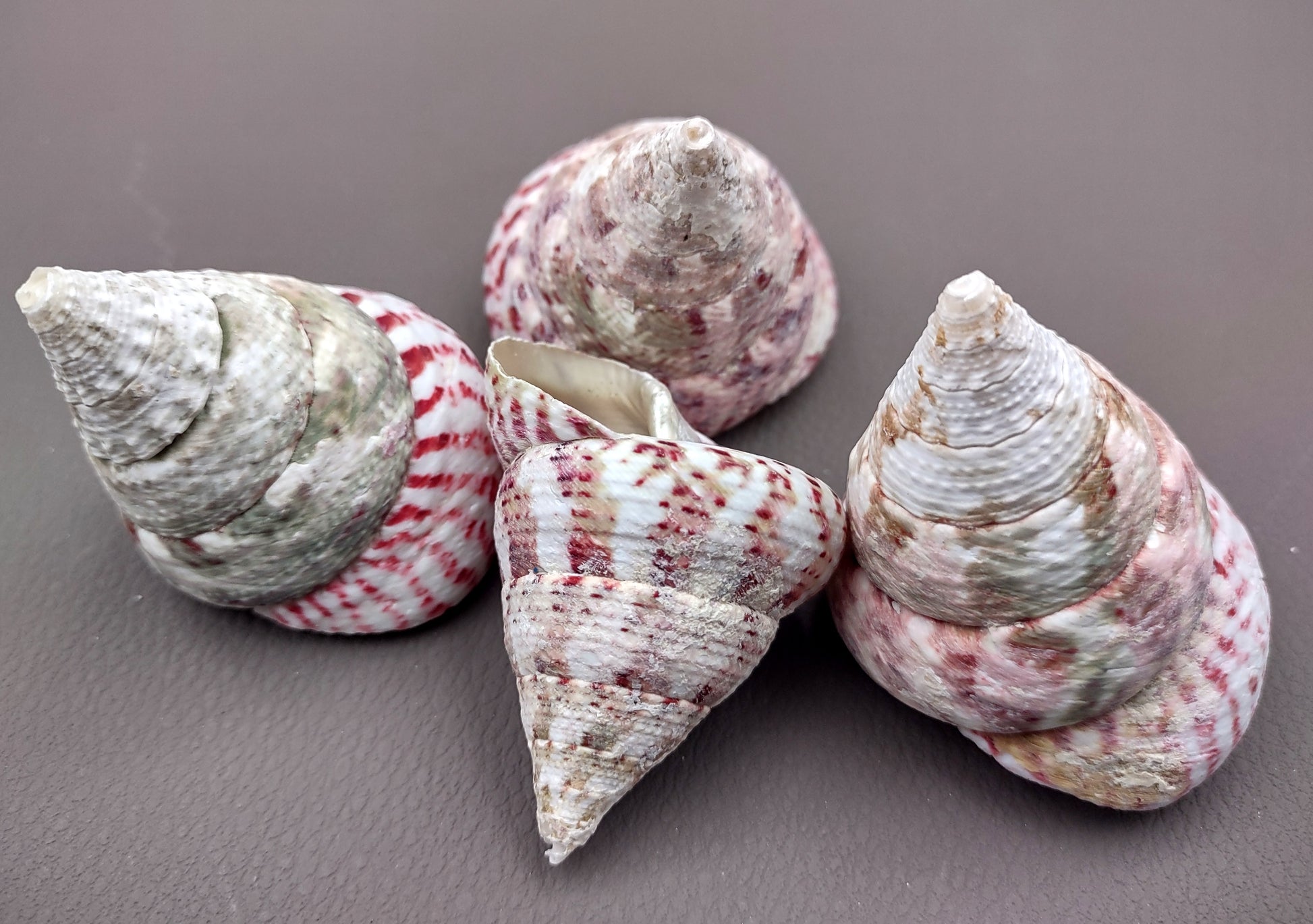 Strawberry Trochus Seashells - Techtus Conus - (4 shells approx. 1.5-2.5 inches). Four spiral pink and purple shells laid out to show the different angles. Copyright 2024 SeaShellSupply.com.