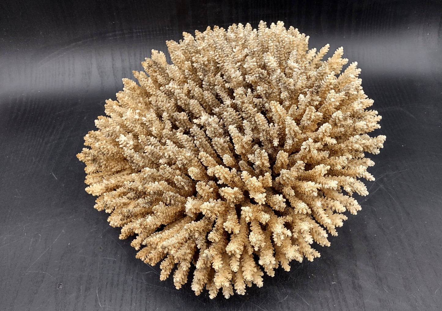 Image of Off White Natural Table Coral Large Cluster Acropora Latistella (1 coral approx. 12L x 6H x 11D inches) Copyright 2024 SeashellSupply.com
