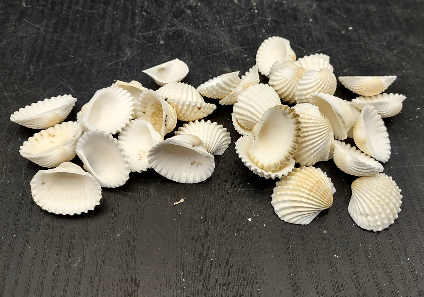 White Ark Clam Seashells - Andara Granosa - (approx. 35-40 shells 0.5-1 inches). Multiple white ribbed wide shells. Copyright 2022 SeaShellSupply.com.