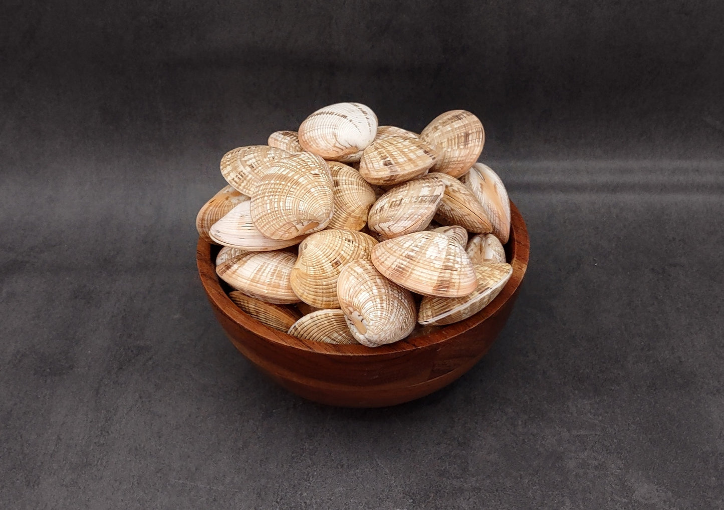 Reddish Venus Clam Seashell Pairs Callista Erycina (3 pairs approx. 2+ inches) Venus Clam pairs for coastal display & collections!