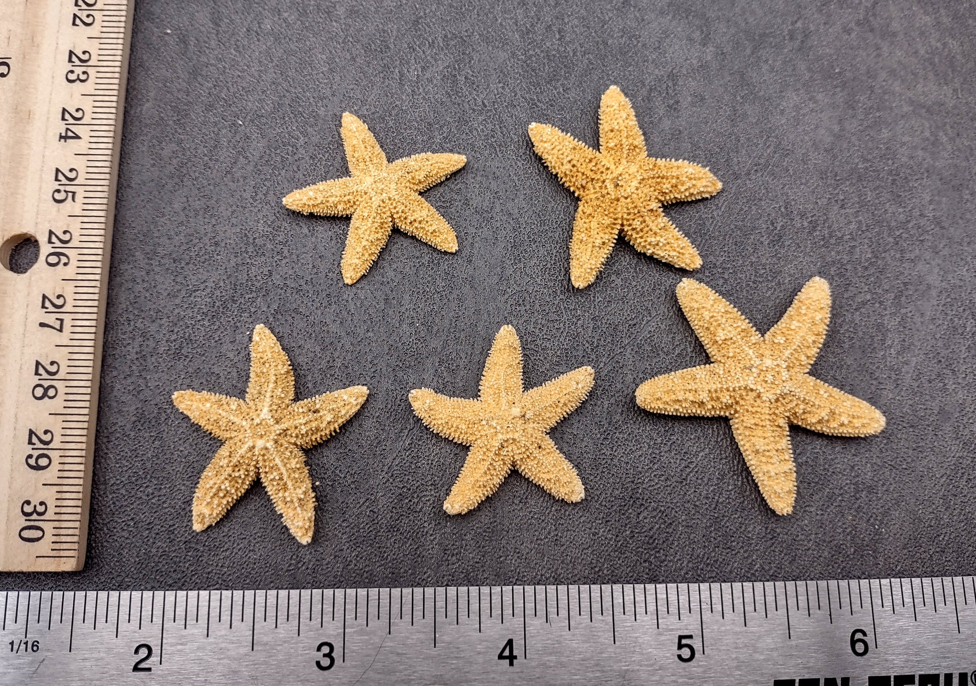 Photo of several beige Sugar Starfish - Piaster Ochraceus. (.75-1.5 inches) Copyright 2024 Seashellsupply.com