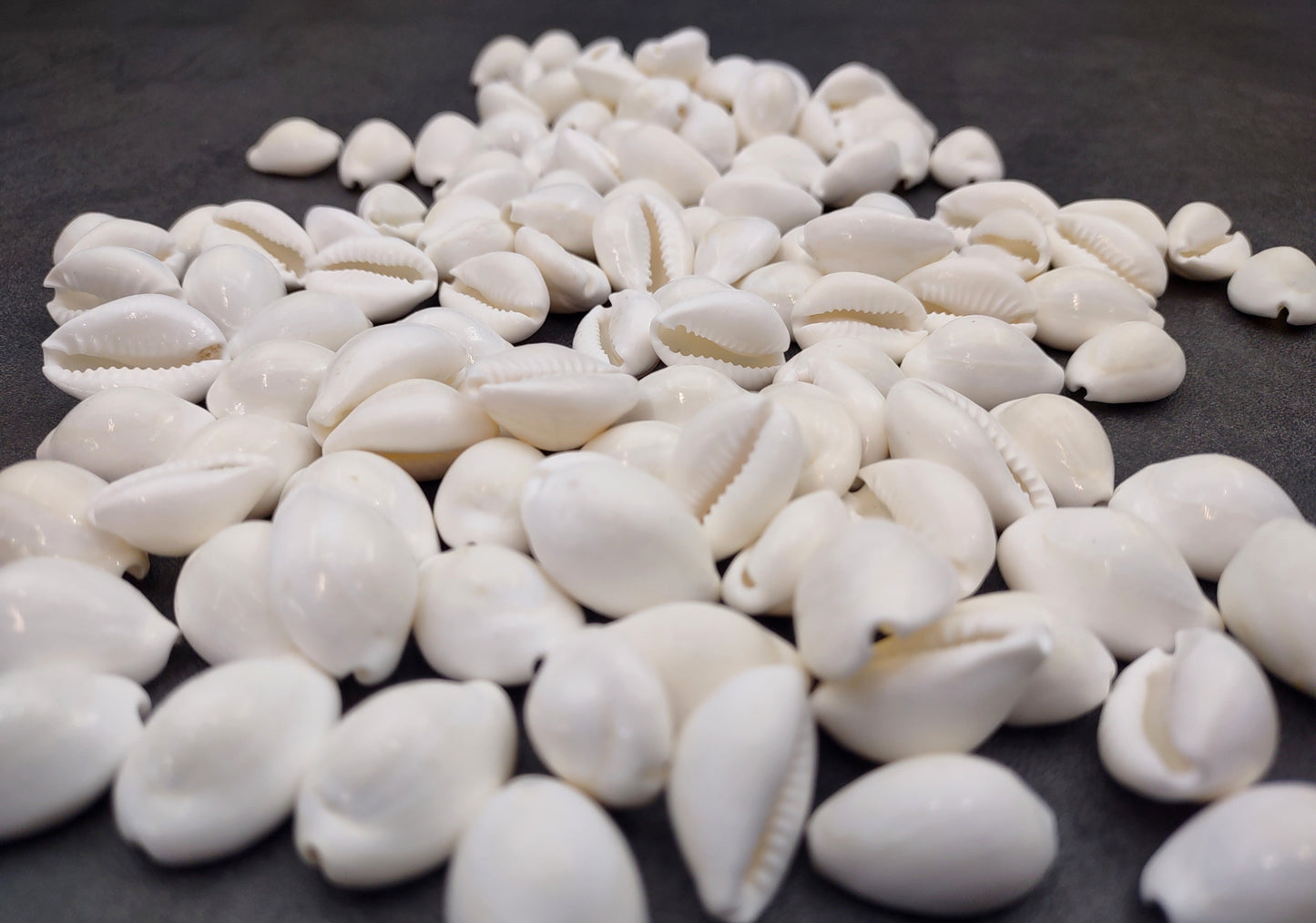 White Cowrie Seashells Bulk Cypraea Annulus (Approx. half cup 40+ shells 0.5+ inches) White Top cowry shells for coastal crafts & jewelry!