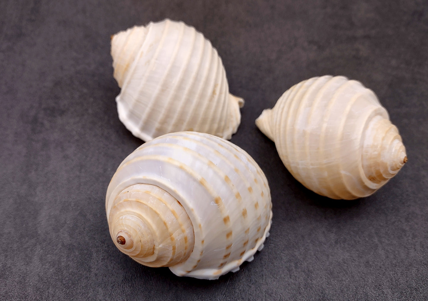 Costate Tun Seashells Tonna Allium (3 shells approx. 2+ inches) Great shells for coastal crafting décor & collections!