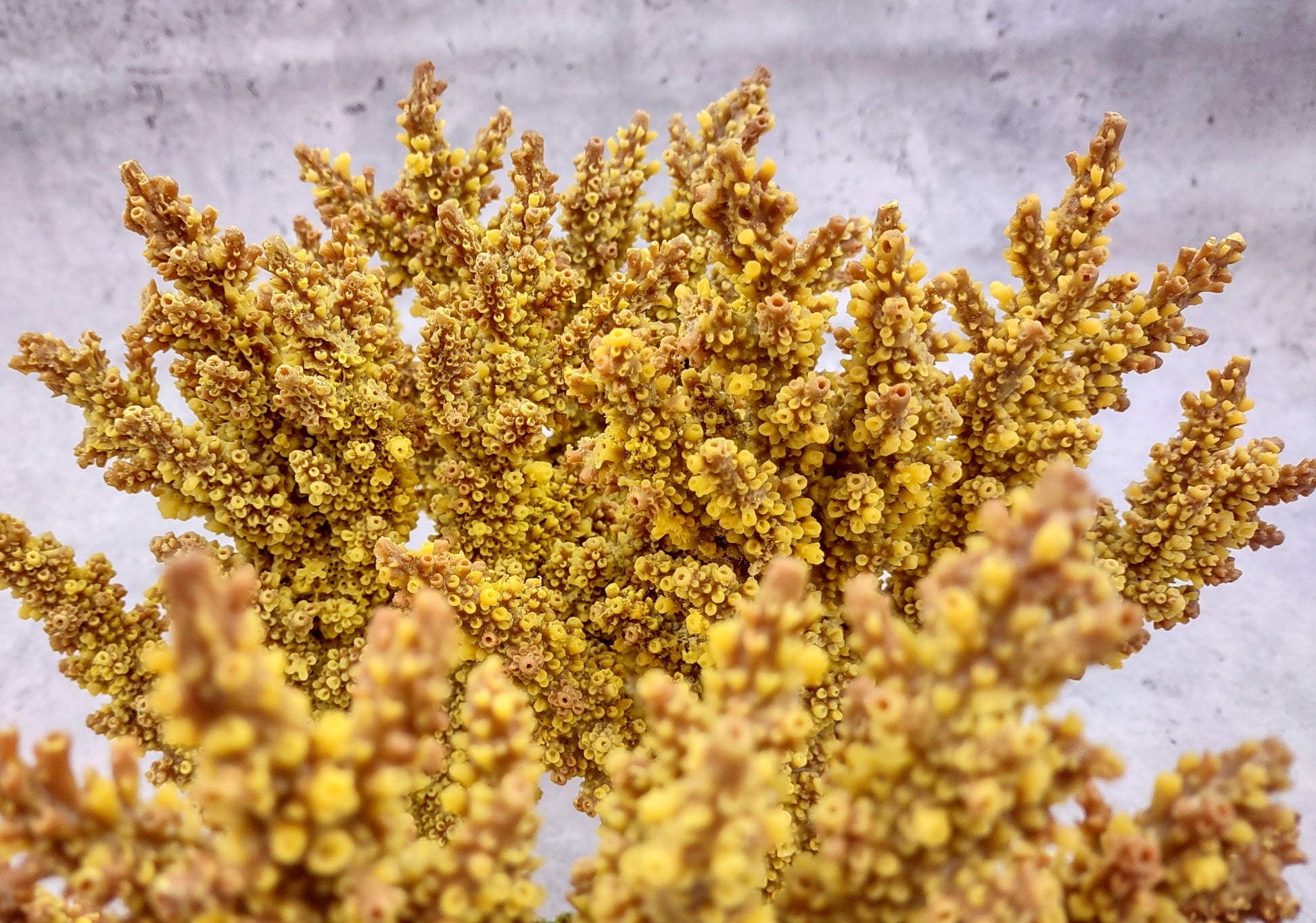 Yellow/Tan FAUX Branch Coral - Acropora Florida - (1 Fake Coral approx. 7.5Tx7Wx2D inches) on light background. Copyright 2024 SeaShellSupply.com