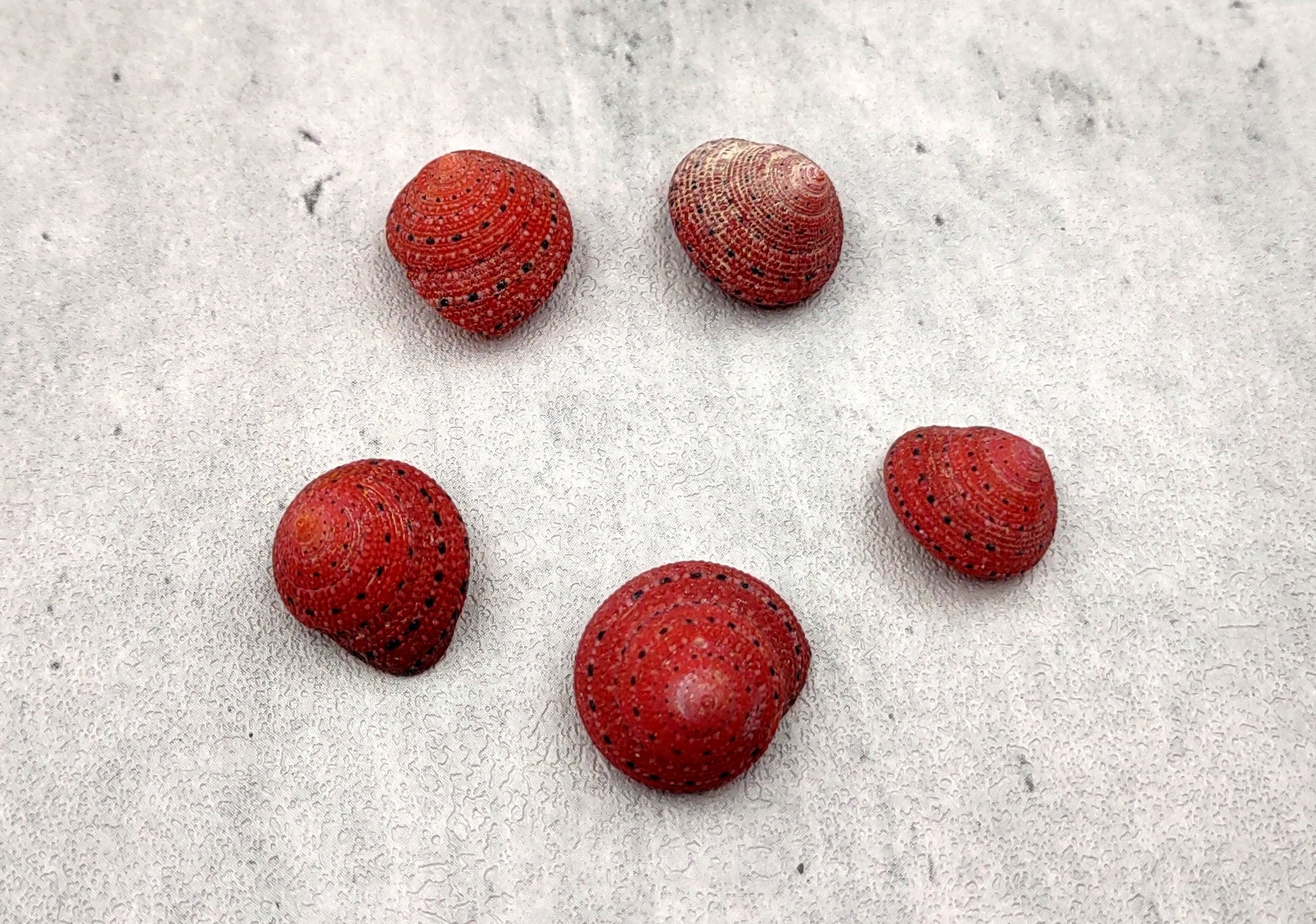 Strawberry Top Seashells (5 pcs.) - Clanculus Puniceus. Very beautifully brightly colored strawberry shell. Copyright 2022 SeaShellSupply.com.