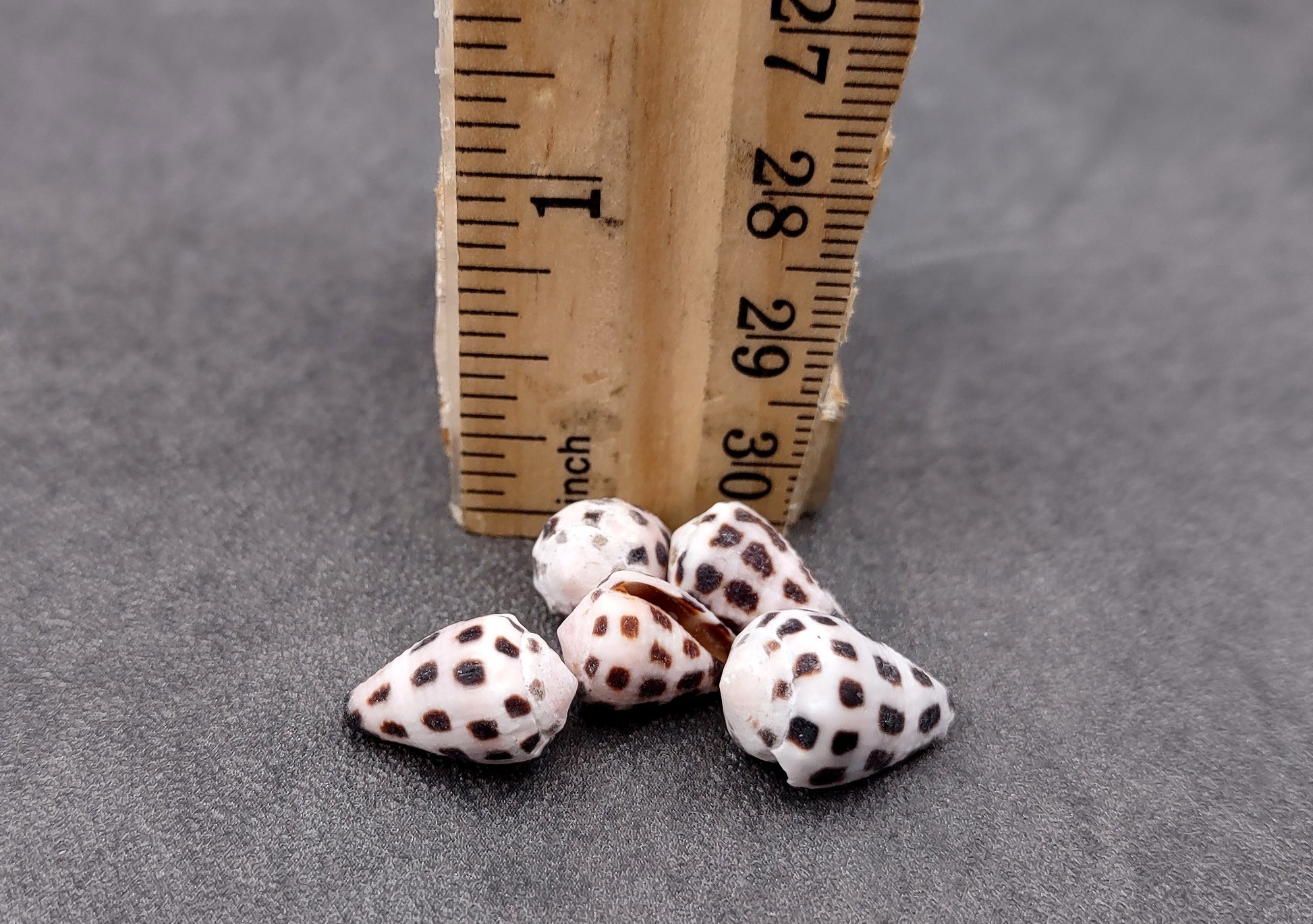 Photo of Extra Small Hebrew Cone Seashells Conus Ebraeus (5 shells approx. 0.25+ inches). Copyright 2024 SeashellSupply.com