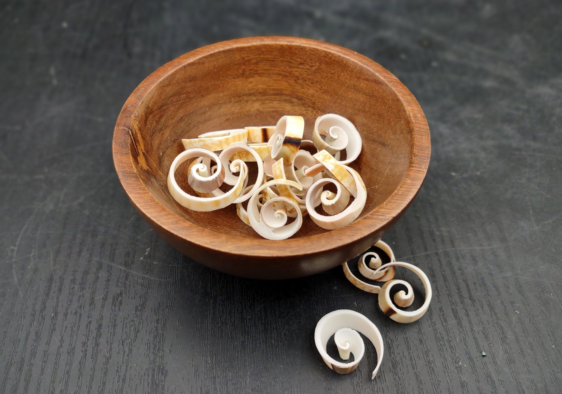 Swirl Cut Strombus Seashell Strombus Luhuanus (15 shell slices approx. .75+ inches) Copyright 2024 SeashellSupply.com