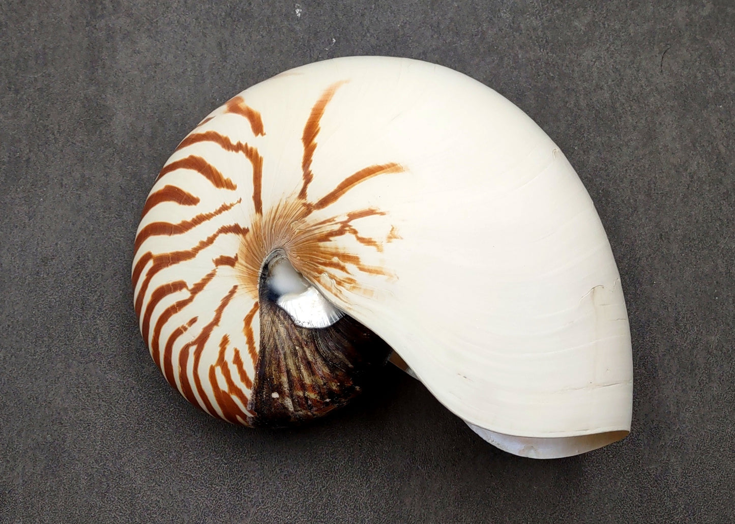 Natural Nautilus Seashell Nautilus Pompilius (1 shell approx. 7+ inches) Great shells for coastal crafting decor & collections!