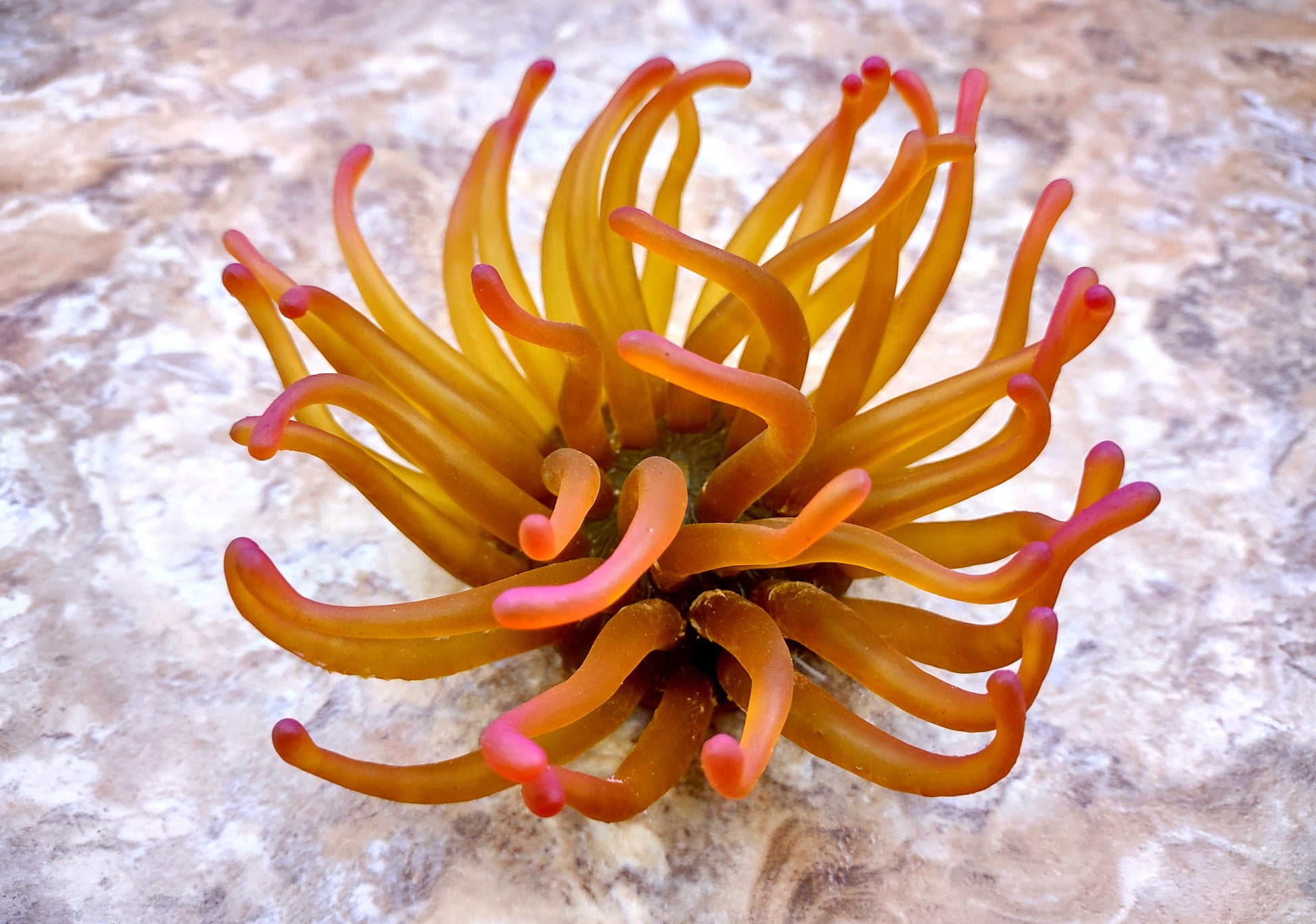 A photo of a single Green FAUX Anemone Condylactis Gigantea. Copyright 2024 SeashellSupply.com