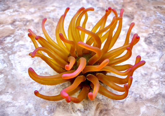 A photo of a single Green FAUX Anemone Condylactis Gigantea. Copyright 2024 SeashellSupply.com