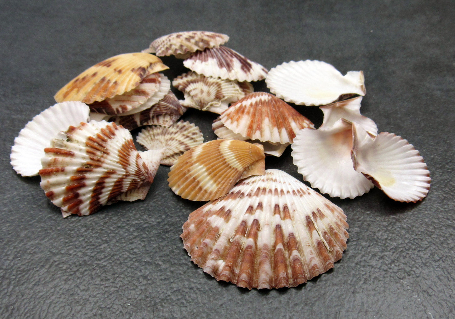 Tranquebar Scallop Seashells Brown White Pecten (20 shells approx. 1+ inches) Striped Scallop Pecten shells for crafting jewelry & display!