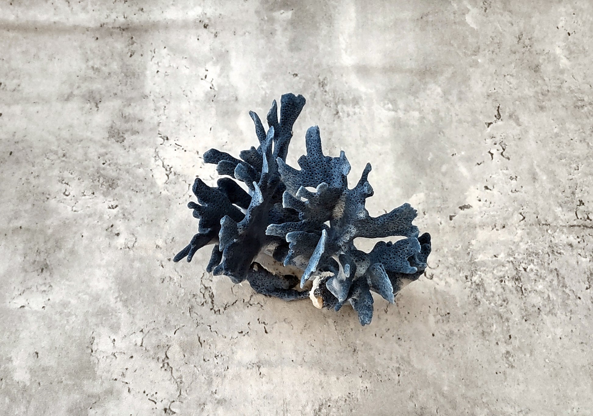 Blue Coral Cluster - Heliopora Coerula - (1 coral cluster 5-7 inches). Blue and white coral set with multiple tiny holes. Copyright 2022 SeaShellSupply.com.