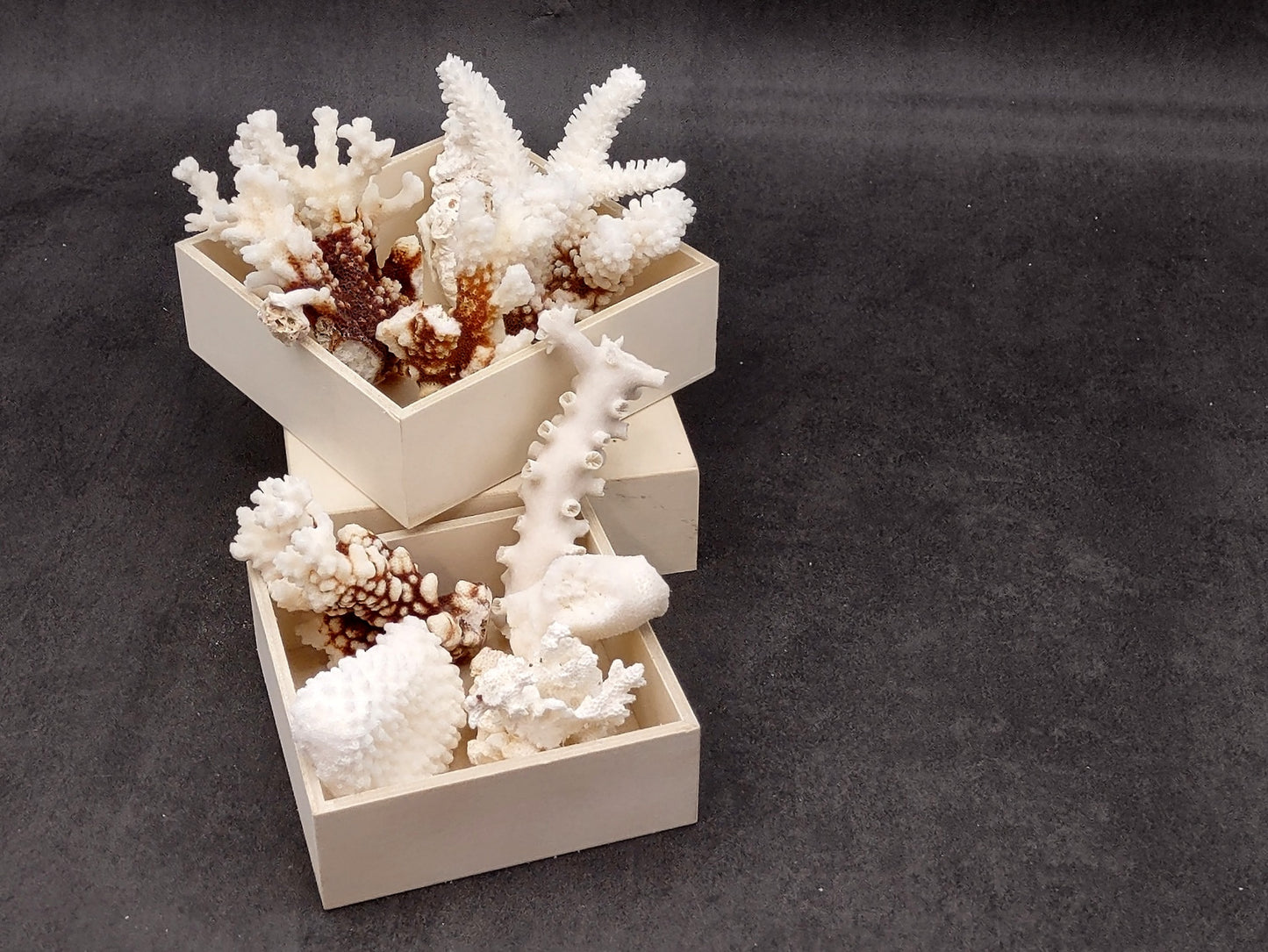 Medium Coral Pieces (5 coral pieces approx. 3+ inches) Coral pieces to add to any coastal display or collection!