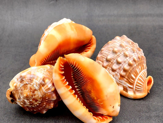 Baby Bull's Mouth Helmet Shell (3-4") - Cassis Rufa