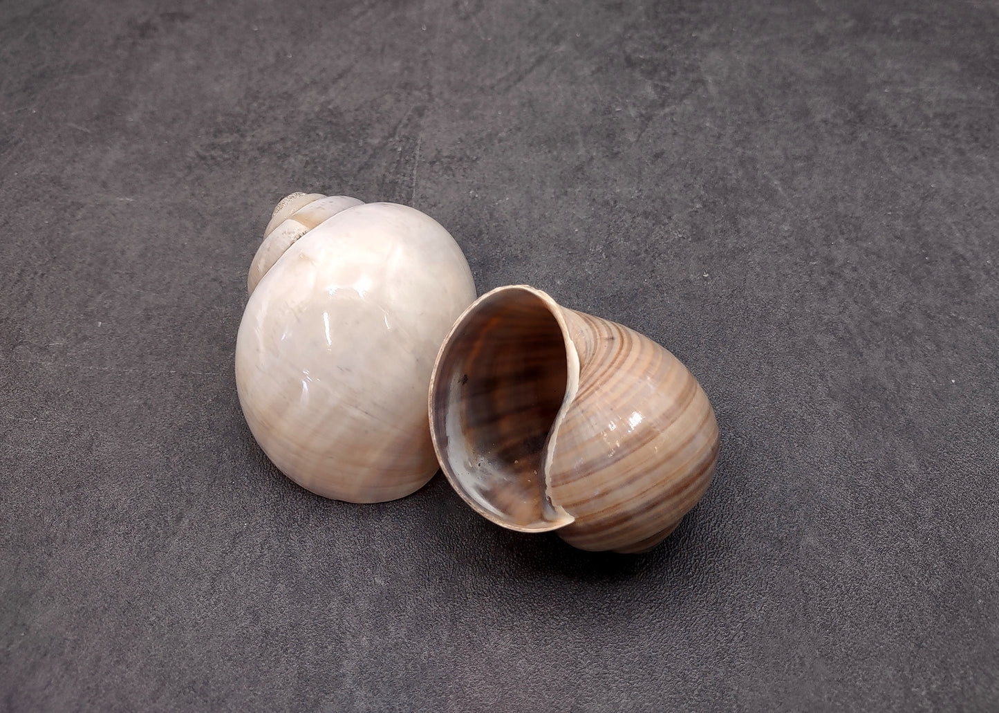 Apple Snail Shells Pomacea Canaliculata (2 shells approx. 2+ inches) Accent Shells for Collecting or Ocean Display!