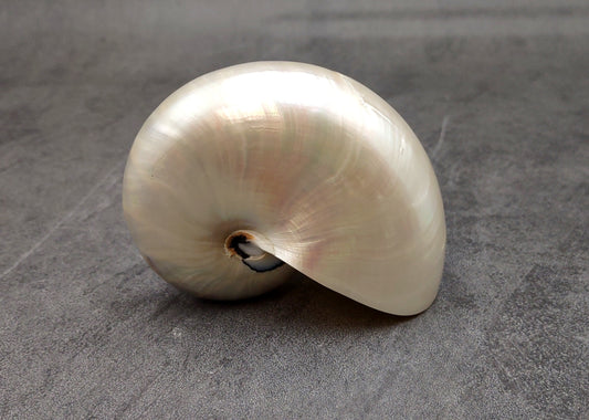 Pearlized Nautilus Seashell Polished Nautilus Pompilius (1 shell approx. 3+ inches) Pearlized Nautilus Shell for display decor & collecting!