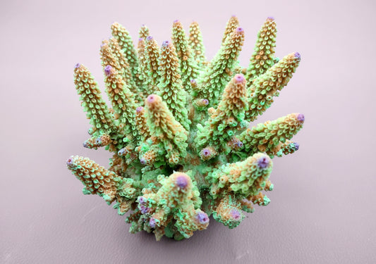 Green FAUX Finger Staghorn Coral - Acropora Humilis - (1 FAUX Coral approx. 6x5x5 inches). Green dotted branched coral with a strong round base.Copyright 2024 SeaShellSupply.com.