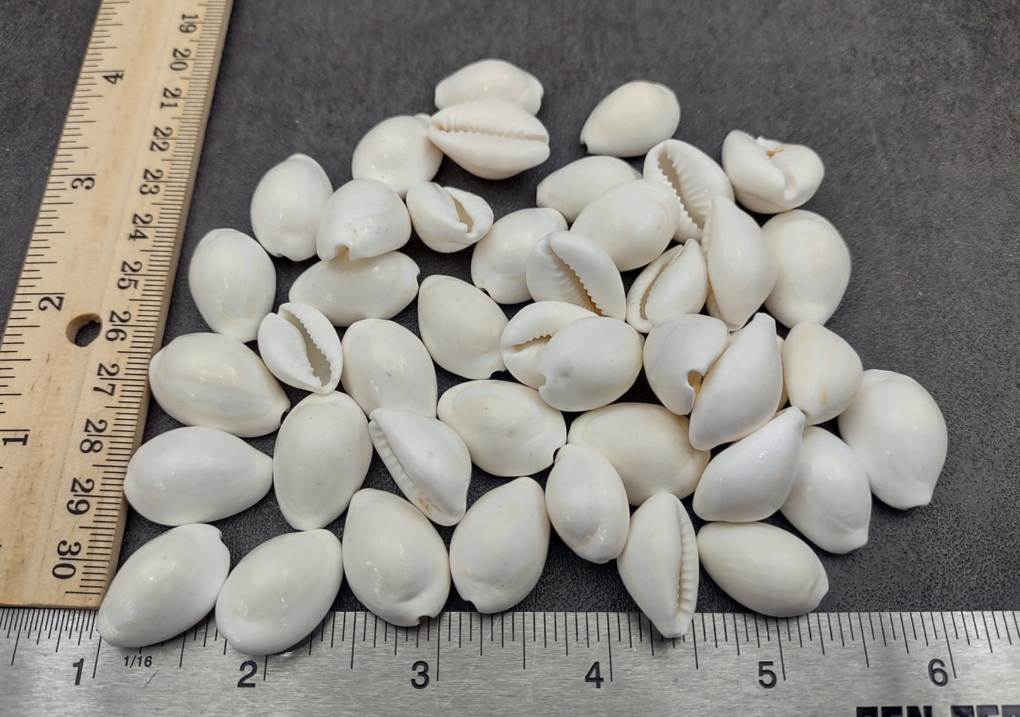 White Cowrie Seashells Bulk Cypraea Annulus (Approx. half cup 40+ shells 0.5+ inches) White Top cowry shells for coastal crafts & jewelry!