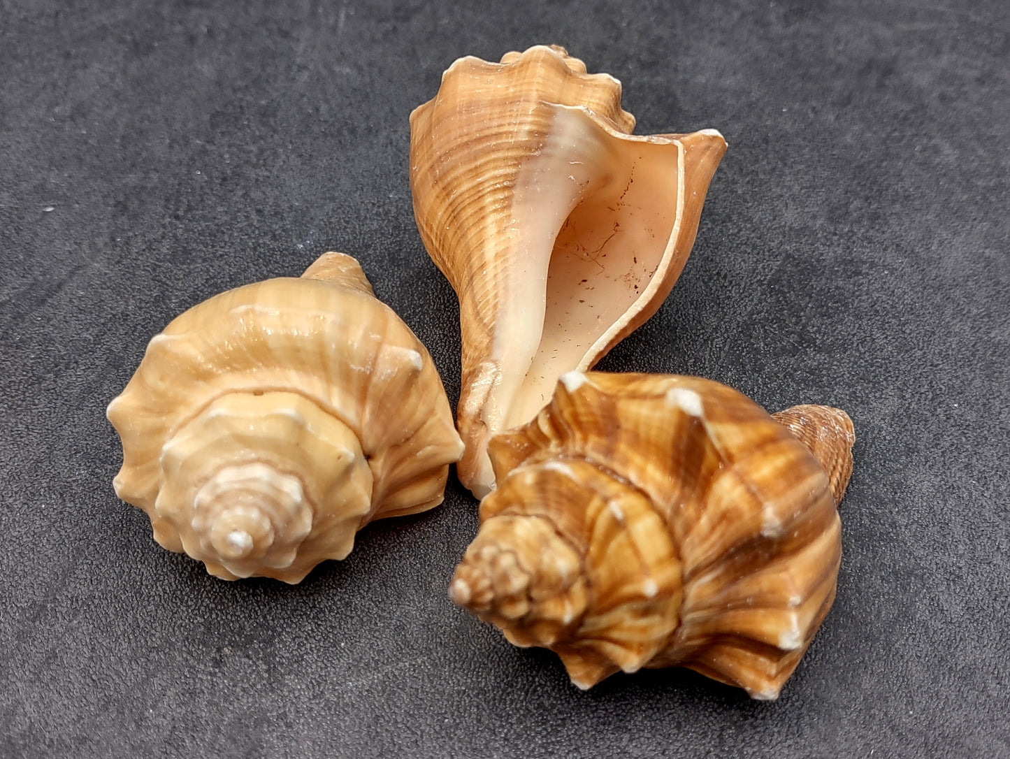 Vole Seashells Pugilina Cochlidium (3 shells approx. 2.5+ inches) Shells beautiful to add to any collection display or crafting project!