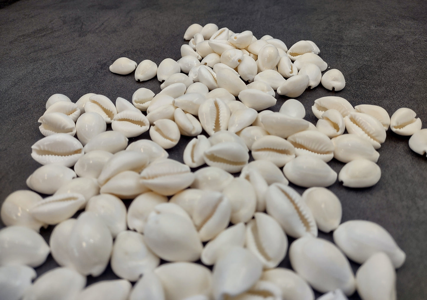 White Cowrie Seashells Bulk Cypraea Annulus (Approx. half cup 40+ shells 0.5+ inches) White Top cowry shells for coastal crafts & jewelry!