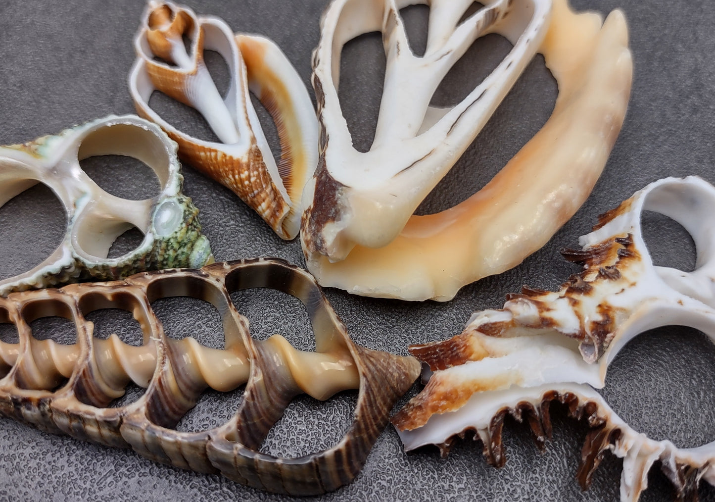 Large Assorted Center Cut Seashells (5 shells approx. 1.5-3 inches). Multiple sheets of shell with the inner cavities intact. Copyright 2022 SeaShellSupply.com.