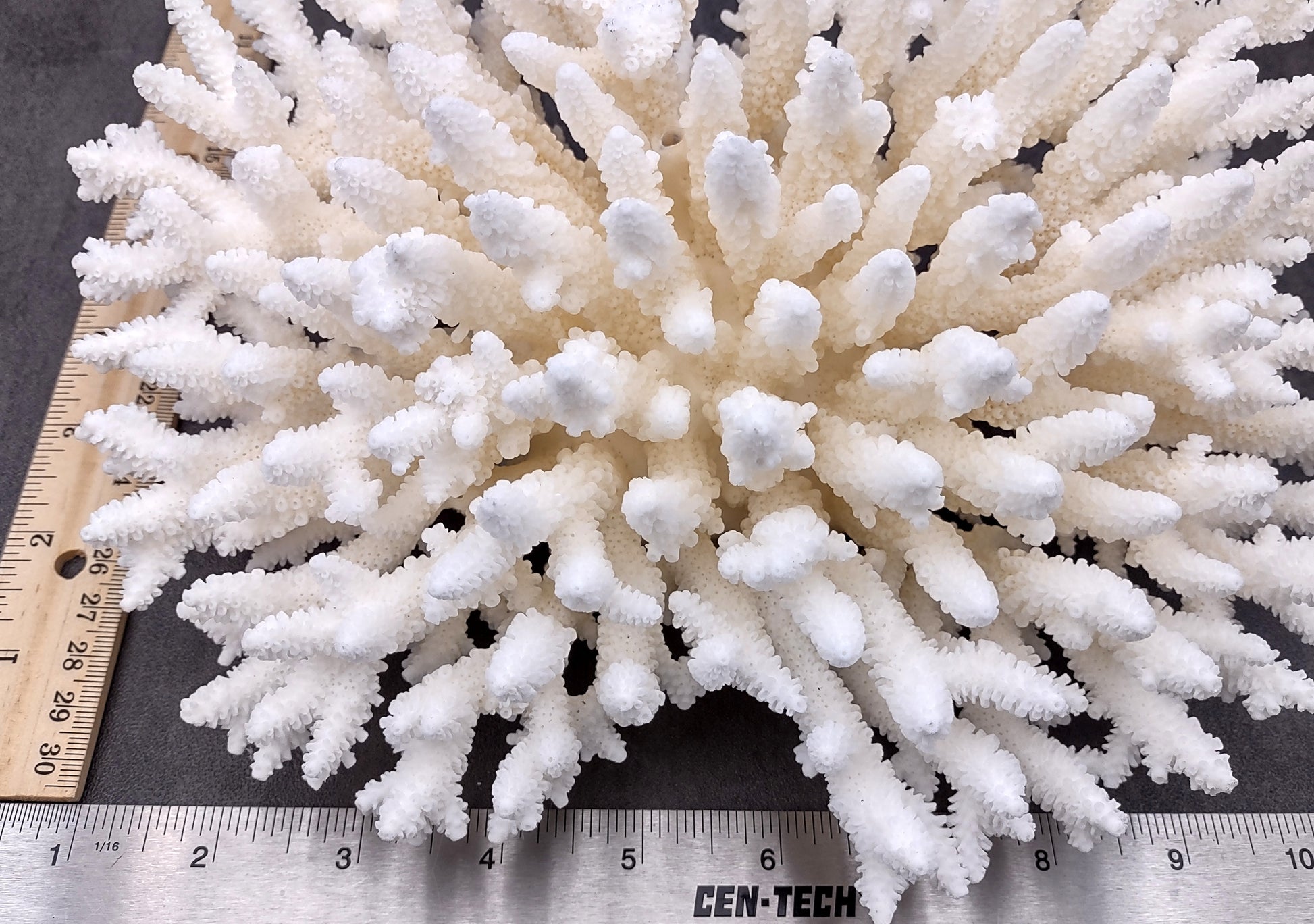 Photo of White Table Coral Large Cluster Acropora Latistella (1 coral approx. 9-11+ inches). Copyright 2024 SeashellSupply.com