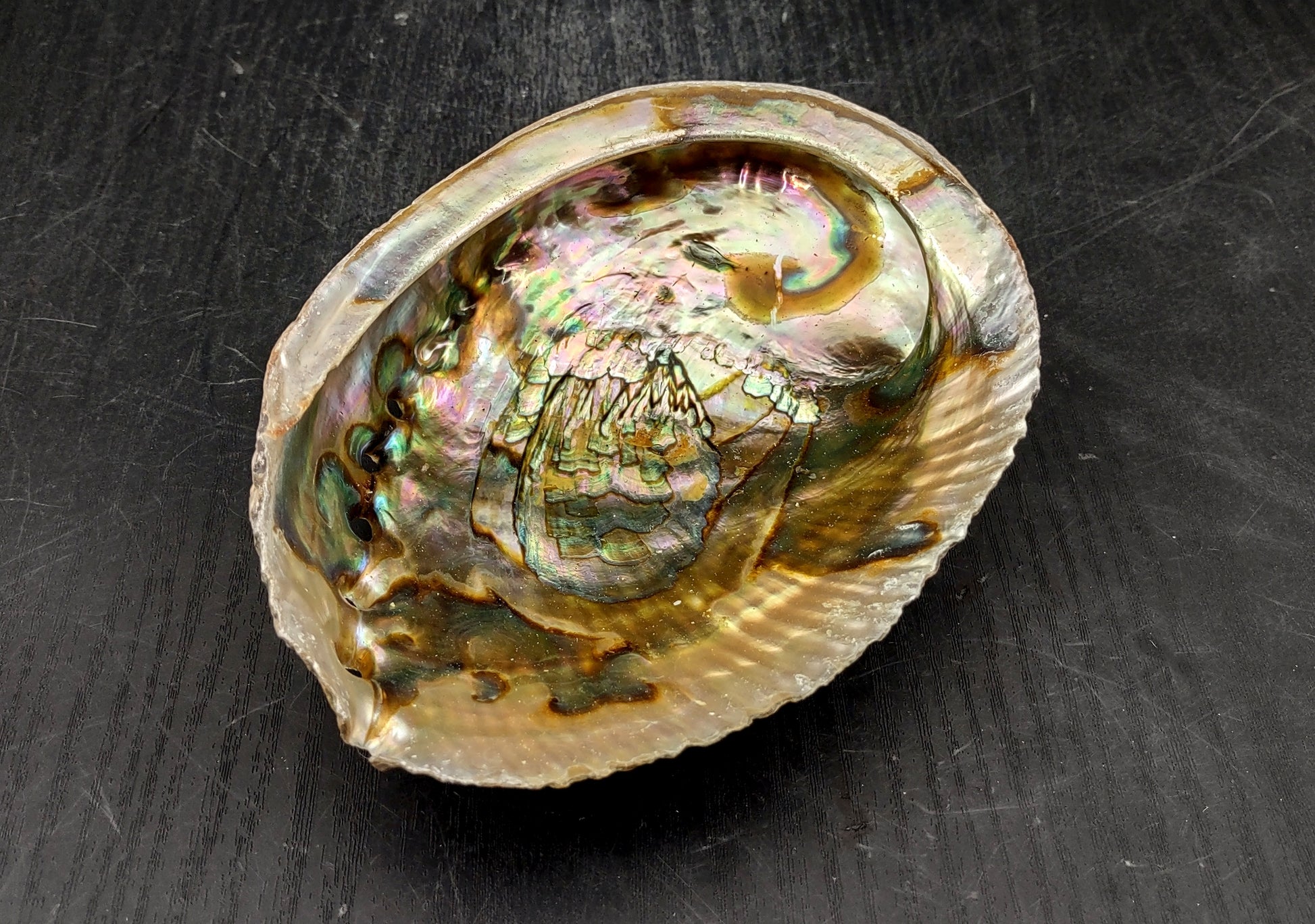 Green Abalone Seashell (4-6 Inch) - Haliotis Fulgens. Rainbow colored ombre shell. Copyright 2024 SeaShellSupply.com.