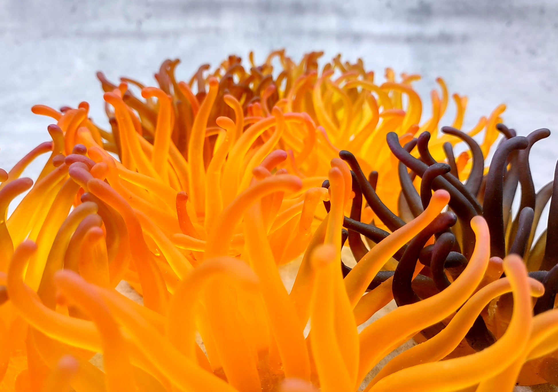 Condylactis Yellow FAUX Anemone - Condylactis Gigantea - (1 FAUX Anemone approx. 5x2.75x5 inches). Orange and yellow fake anemone with purple tipped tentacles. Copyright 2024 SeaShellSupply.com.