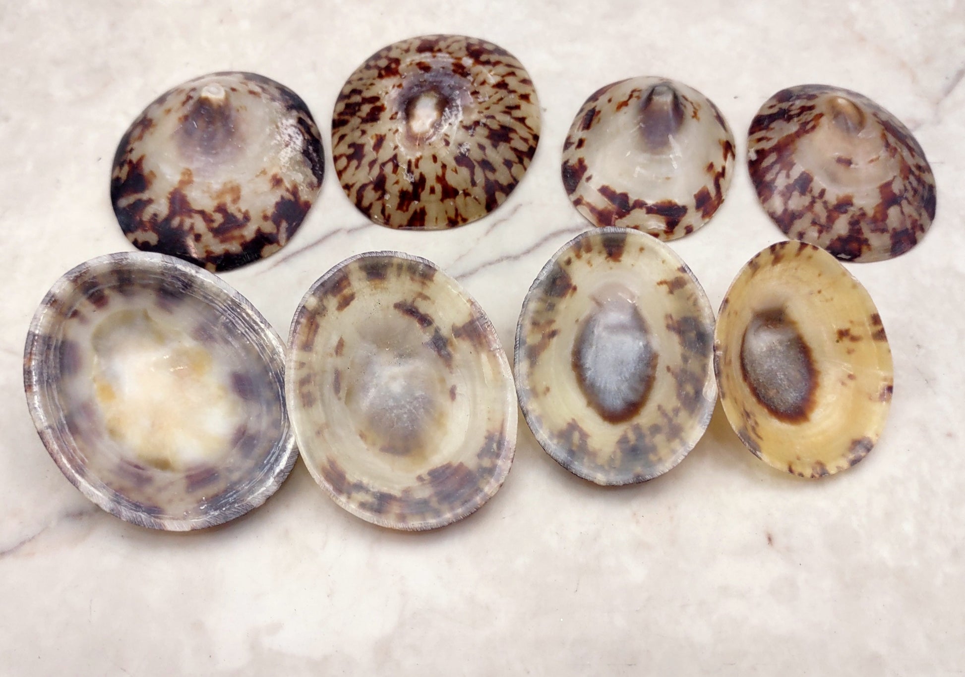 Oval Limpet Shell Pairs (2 shells) - (1.5-2 inches). One pair of brown and off-white dappled oval shells. Copyright 2024 SeaShellSupply.com.