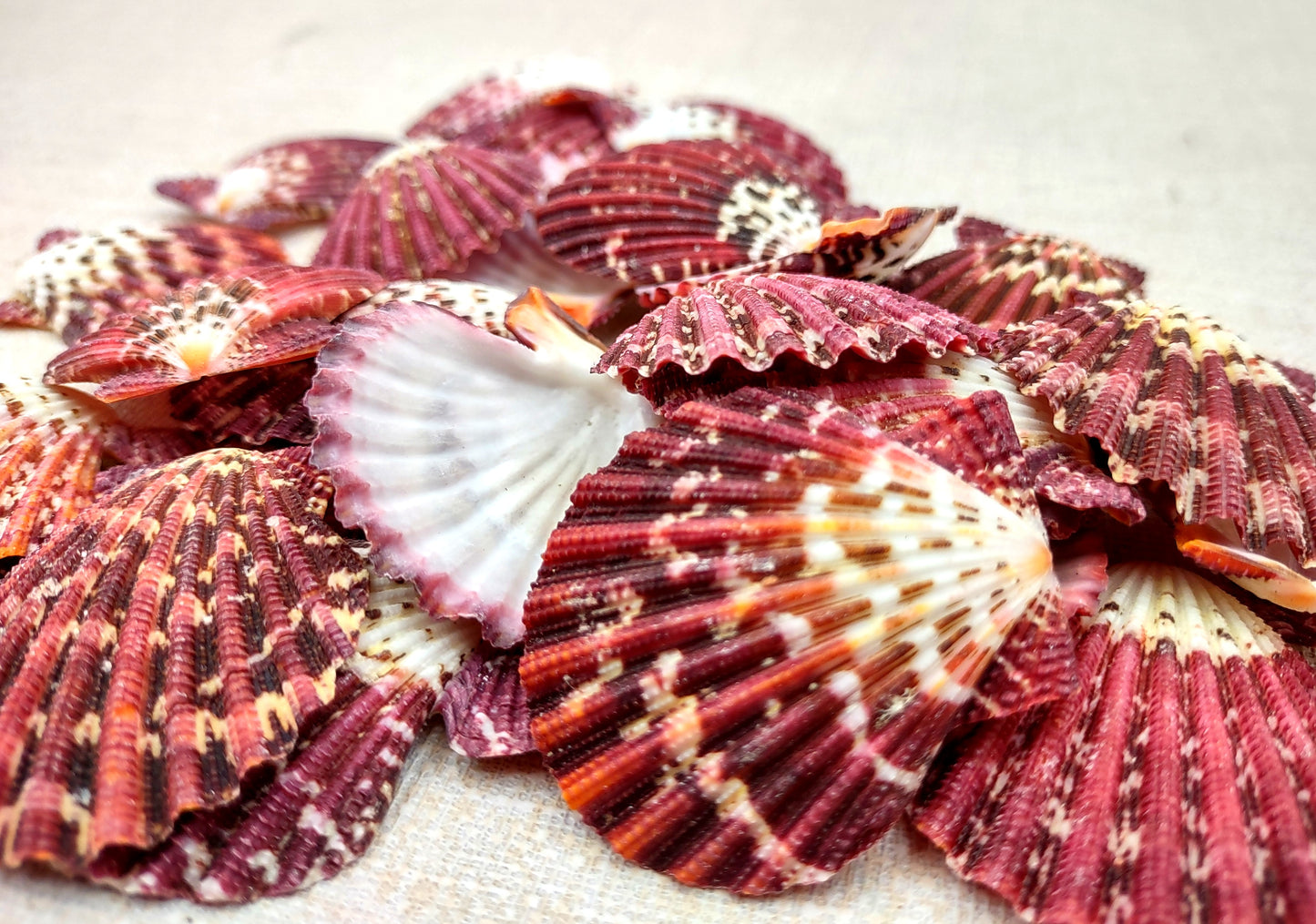 Royal Cloak Scallop Seashells - Pecten Pallium - (10 shells approx. 1-1.5 Inches) Pile of different shades of pink ribbed shells. Copyright 2024 SeaShellSupply.com.