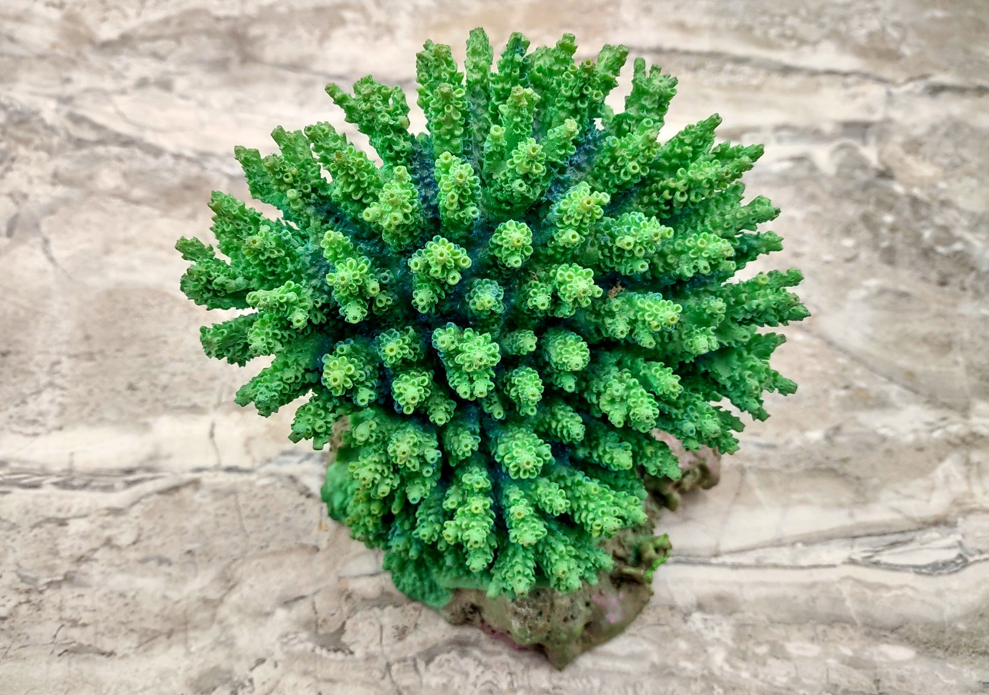 Green FAUX Table Coral - Acropora Hyacinthus - (1 FAUX Coral approx. 5Wx6Dx4T inches). Green thick fluffed coral set on rock. Copyright 2024 SeaShellSupply.co