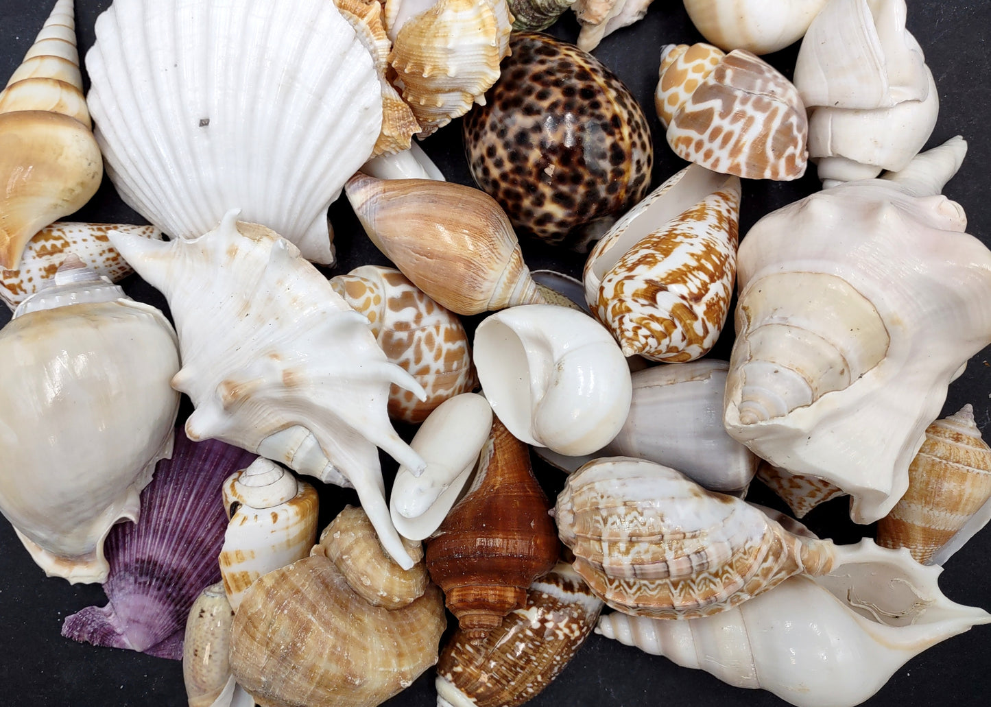 Large Seashell Assorted Ocean Bulk Mix (approx. 1 kilogram 1-3+ inches) Bulk Shell Mix for display arts crafts & collecting!