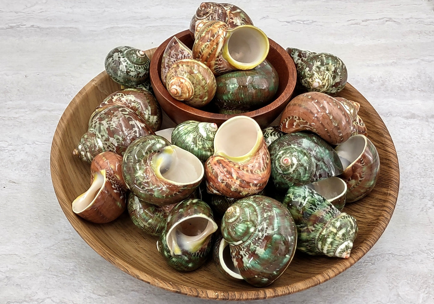 Tapestry Turbo Seashells Green Speckled Turbo Petholatus (2 shells approx. 2+ inches) Green Turbo Shells for hermit crab homes art & crafts!