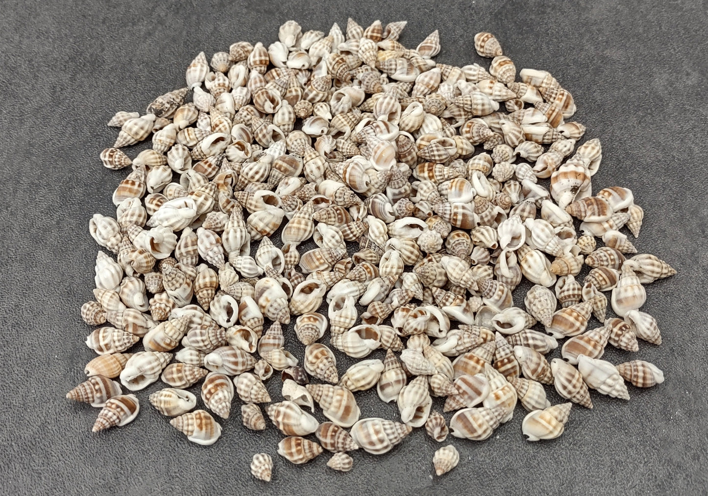 Nassa Persica (Persian) - (approx. 135-150 shells .625-.75 inches). Multiple earthly colored spiral shells in a pile. Copyright 2022 SeaShellSupply.com.