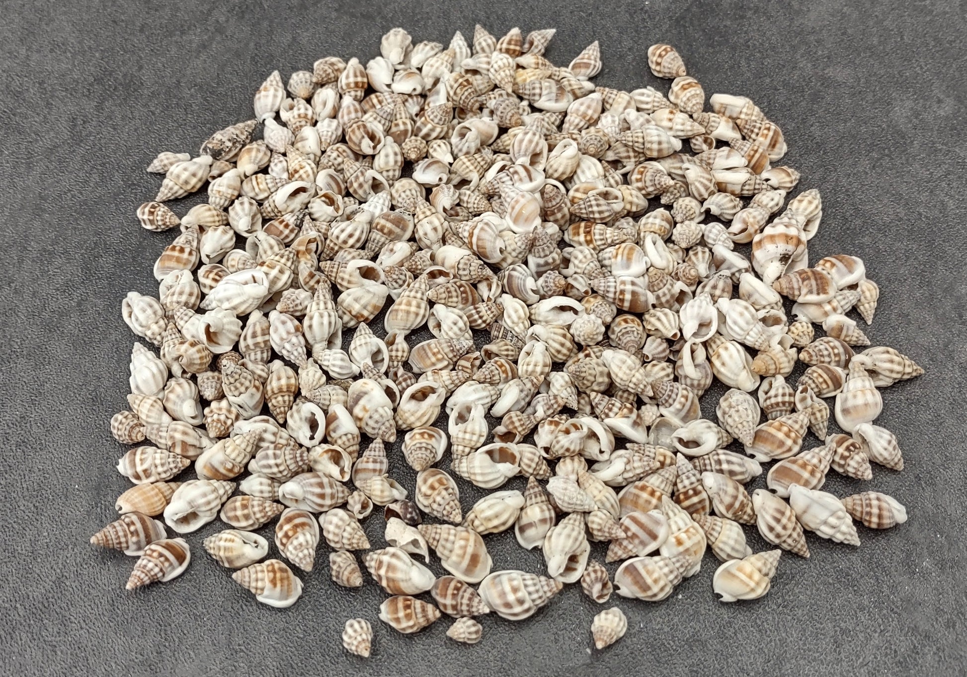 Nassa Persica (Persian) - (approx. 135-150 shells .625-.75 inches). Multiple earthly colored spiral shells in a pile. Copyright 2022 SeaShellSupply.com.