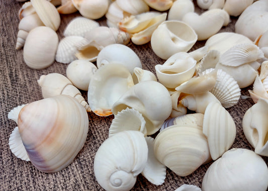 Small White Assorted Seashell Mix (approx. 1 cup 125+ assorted shells 0.50+ inches) Best quality for ocean decor arts crafts & collecting!
