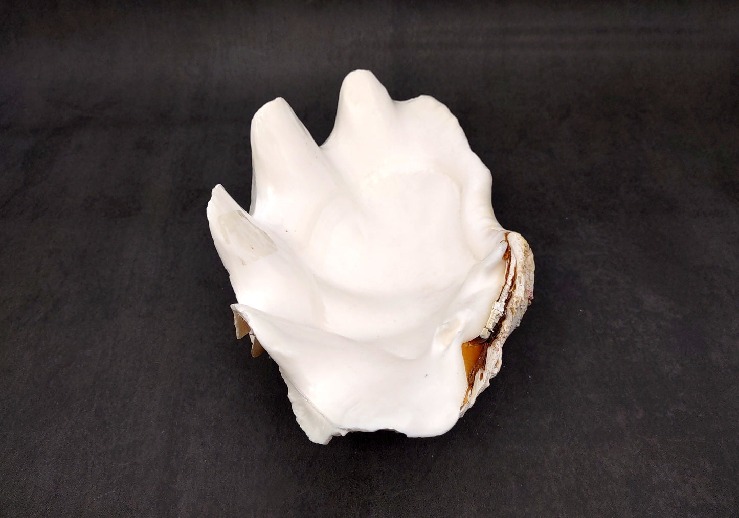 Giant Ruffled Clam Shell Half (1 half shell approx. 10.25L x 3.25H x 6.5D inches) Great rare clam shell for decor & display! Natural colored and weathered clam shell. Copyright 2024 SeaShellMart.com