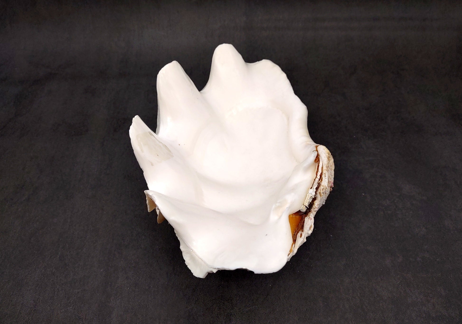 Giant Ruffled Clam Shell Half (1 half shell approx. 10.25L x 3.25H x 6.5D inches) Great rare clam shell for decor & display! Natural colored and weathered clam shell. Copyright 2024 SeaShellMart.com