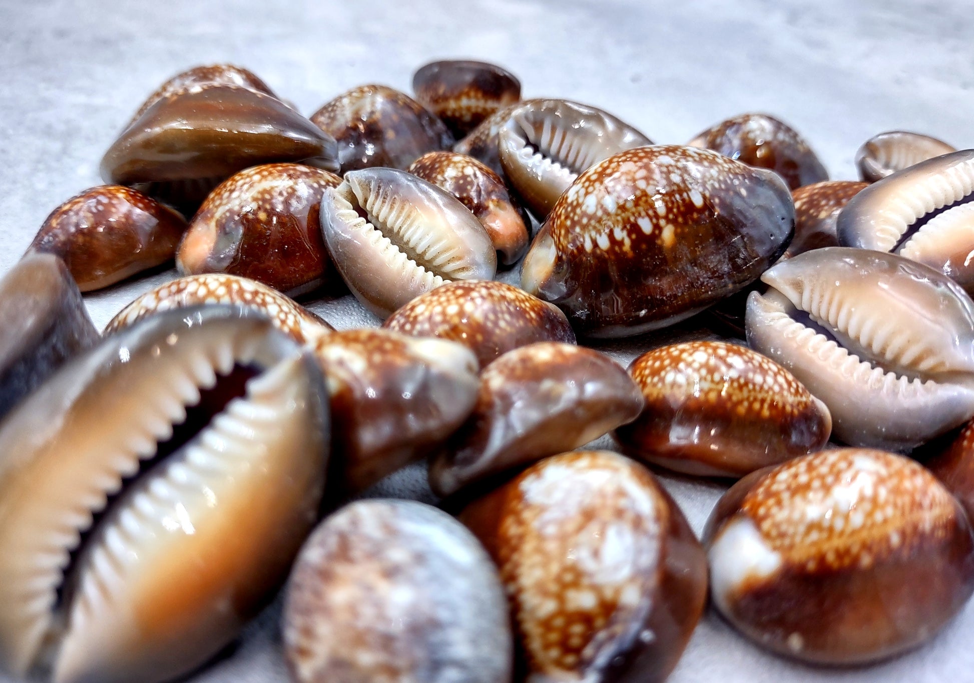 Serpent Head Cowrie Shells (.75-1.25 inches) - (10 pcs.) - Cypraea Caputserpentis. Multiple brown shells with white and tan specks on the top with a wide opening below. Copyright 2024 SeaShellSupply.com.