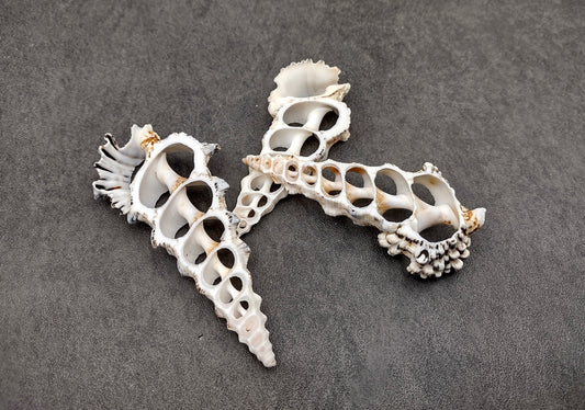 Center Cut Cerithium Seashells Black & White Knobby (3 shells approx. 3+ inches) Natural shells great for collecting and crafting!