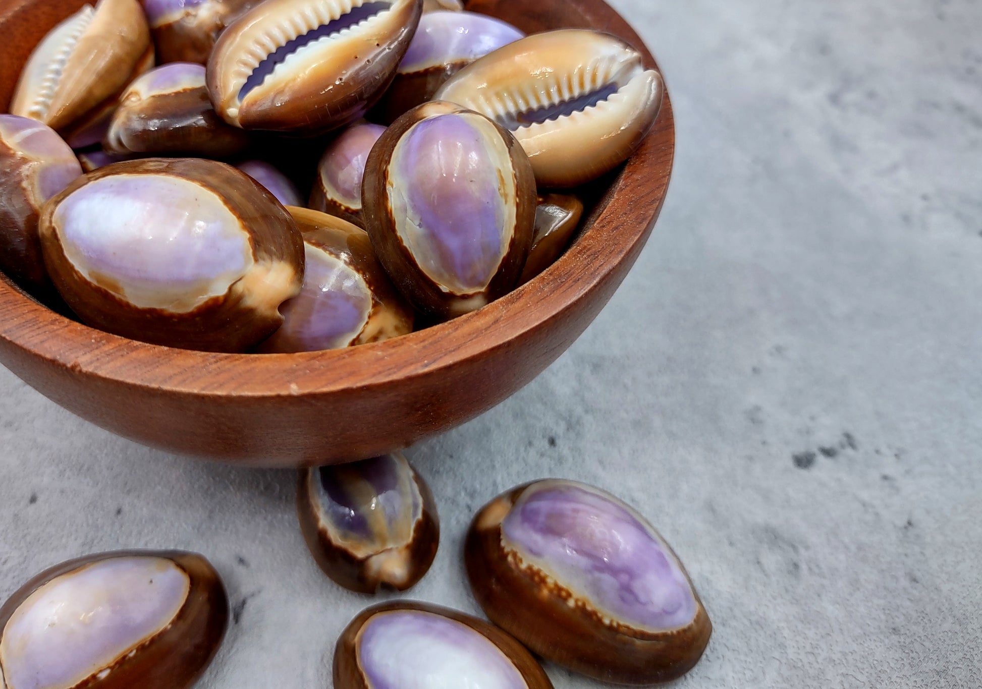 Purple Top Serpent Head Cowrie Shells (10 pcs.) - Cypraea Caputserpentis. Multiple purple and white shells rimmed with brown in a pile. Copyright 2024 SeaShellSupply.com.
