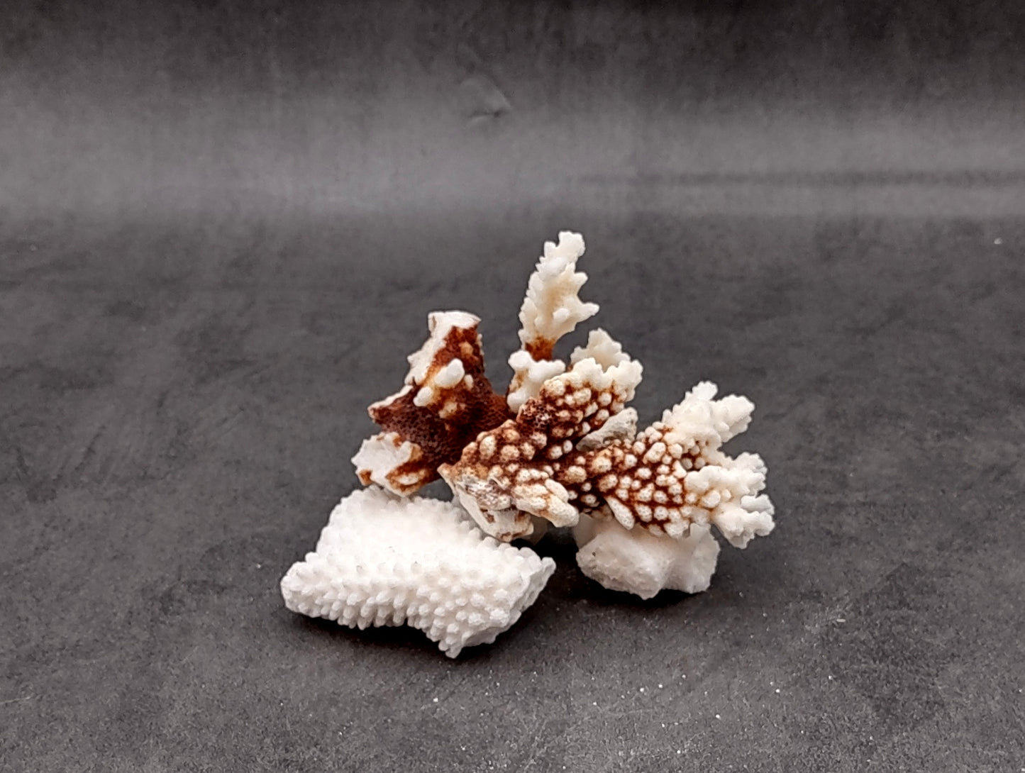 Medium Coral Pieces (5 coral pieces approx. 3+ inches) Coral pieces to add to any coastal display or collection!