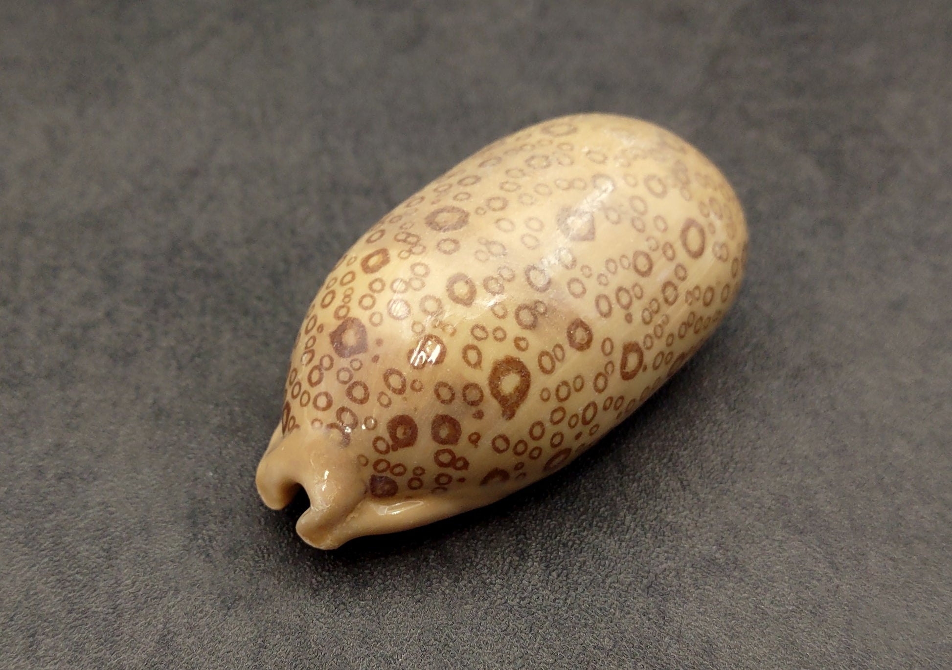 Eyed Cowrie Seashell - Cypraea Argus - (1 shell approx. 2.5-3 inches). Two shells, one showing the ribbed jagged edge of the wrapping of the shell and the other showing the outside design. Copyright 2022 SeaShellSupply.com.