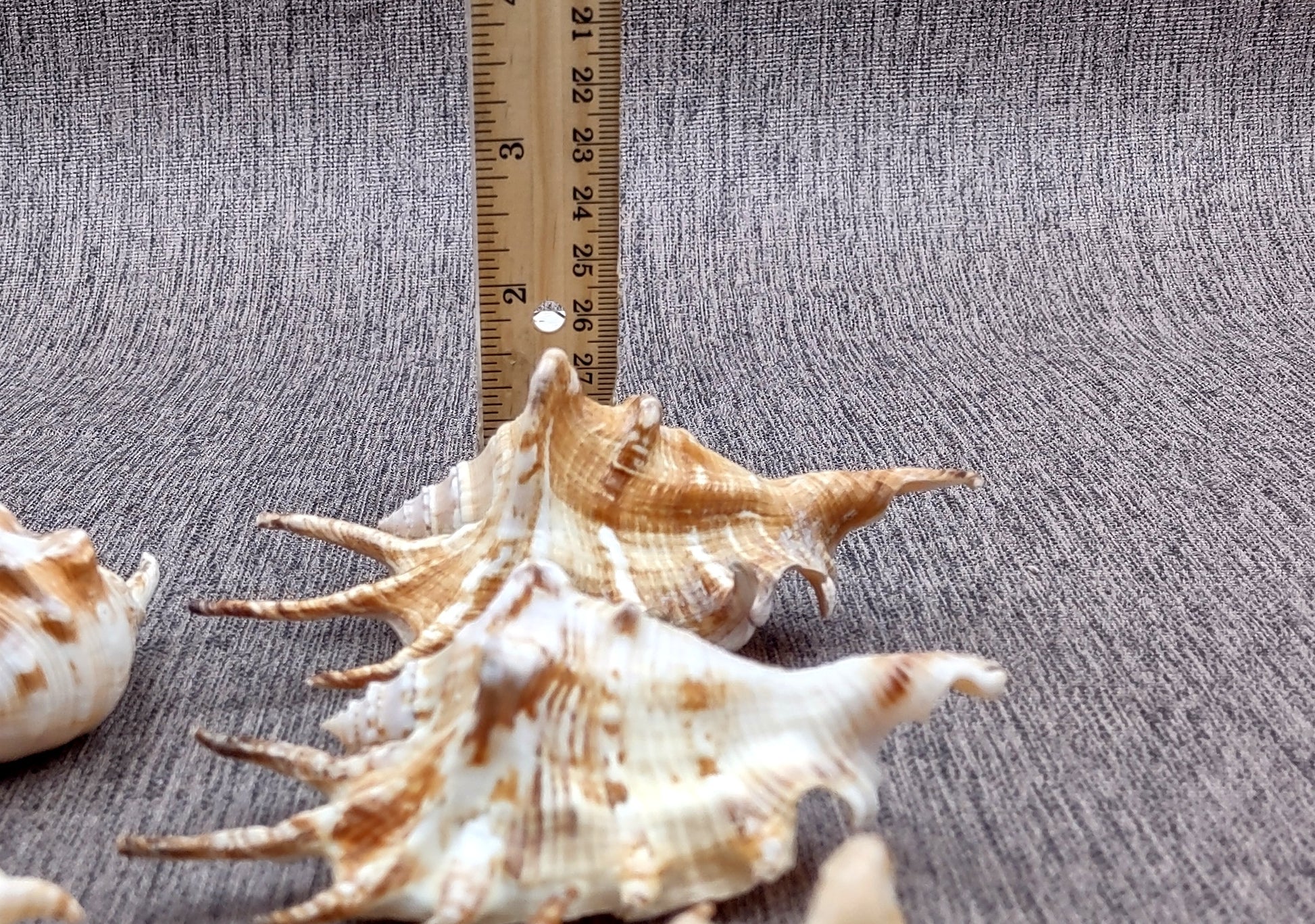 Spider Conch Seashell (4-5 inches) - Lambis Lambis (JS-033). White shell with spikes and some brown spots. Copyright 2024 SeaShellSupply.com.
