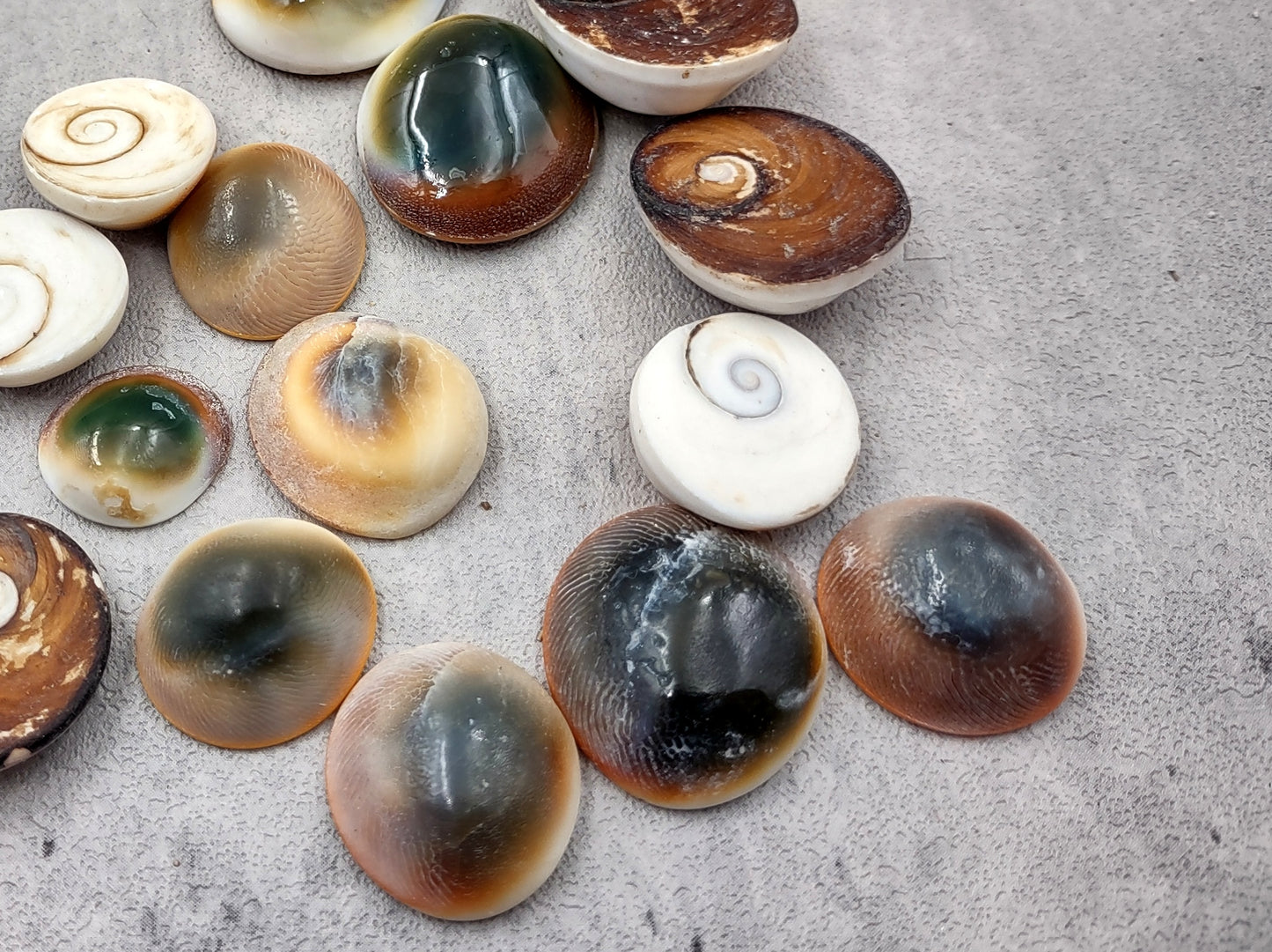 Cats Eyes Seashells Turbo Opercula (5 shells approx. 1+ inch) Unique shells for coastal crafting décor & collections!